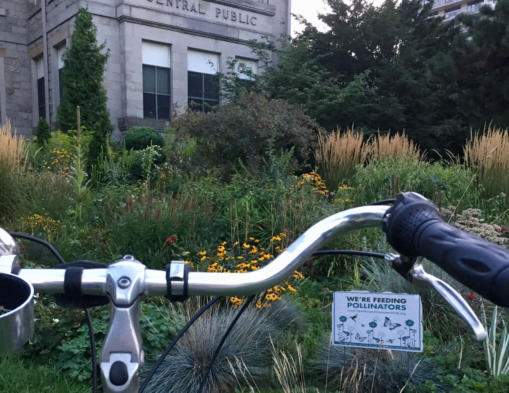 Bicycle handlebars in front of a pollinator garden